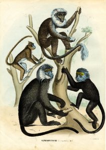Langur, 1863-79 da Raimundo Petraroja